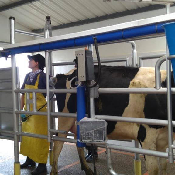 tratamiento mastitis laboratorio